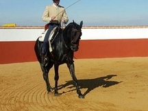 Vendo caballo doma vaquera