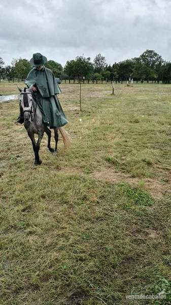 Yegua cruzada mansa in 