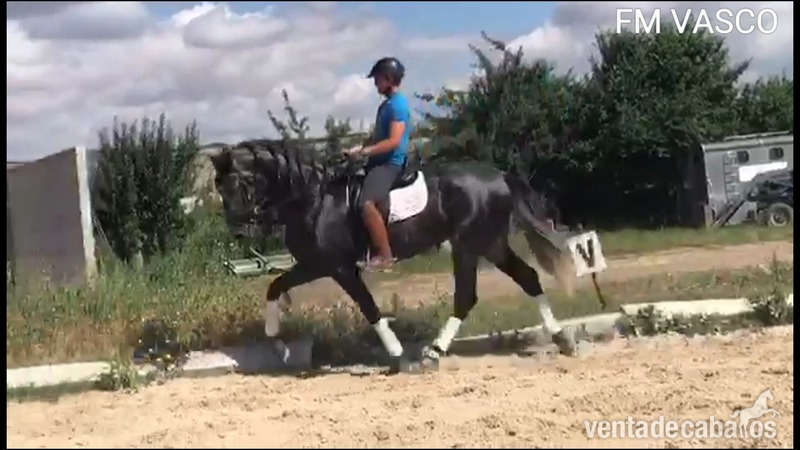 Pura Raza Española