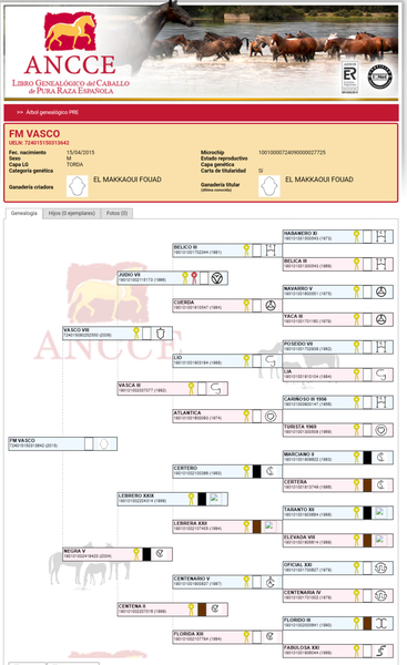 Caballos Pura Raza Española (P.R.E.) Pura Raza Española - Potro pre Doma clásica