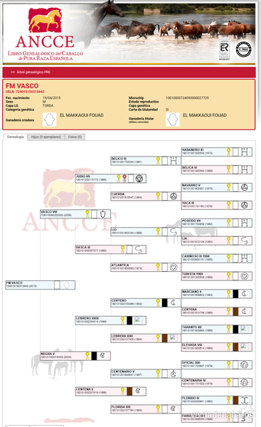 Caballos Pura Raza Española (P.R.E.) Pura Raza Española - Potro pre Doma clásica