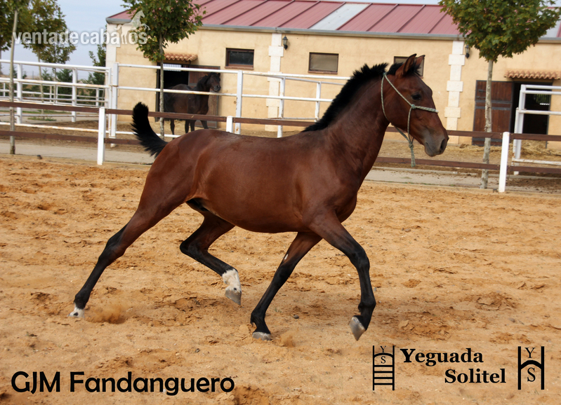 VENTA DE POTRO PRE ESCALERA GJM FANDANGUERO - Caballos Pura Raza Española (P.R.E.) in 