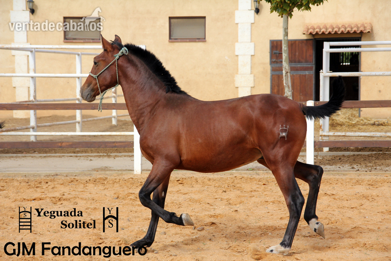 VENTA DE POTRO PRE ESCALERA GJM FANDANGUERO - Caballos Pura Raza Española (P.R.E.)