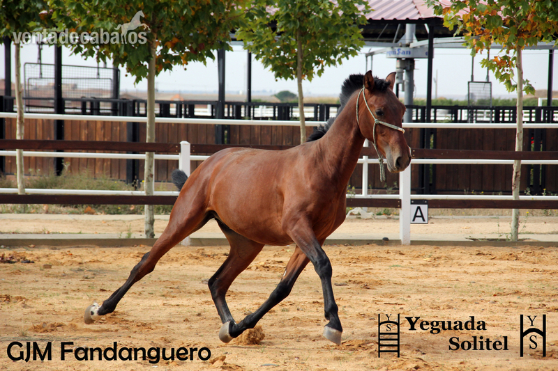 Caballos Pura Raza Española (P.R.E.) - VENTA DE POTRO PRE ESCALERA GJM FANDANGUERO in 