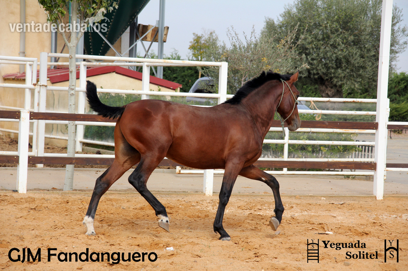 Caballos Pura Raza Española (P.R.E.) - VENTA DE POTRO PRE ESCALERA GJM FANDANGUERO