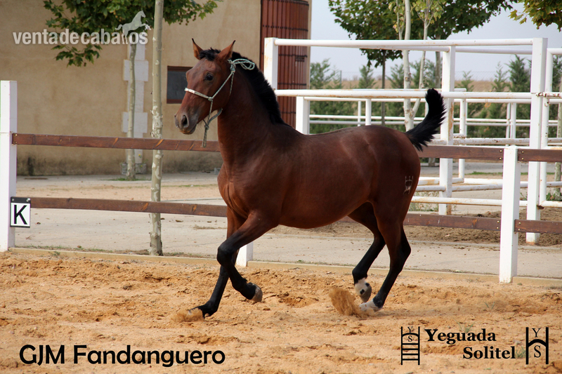 Caballos Pura Raza Española (P.R.E.) Pura Raza Española - VENTA DE POTRO PRE ESCALERA GJM FANDANGUERO