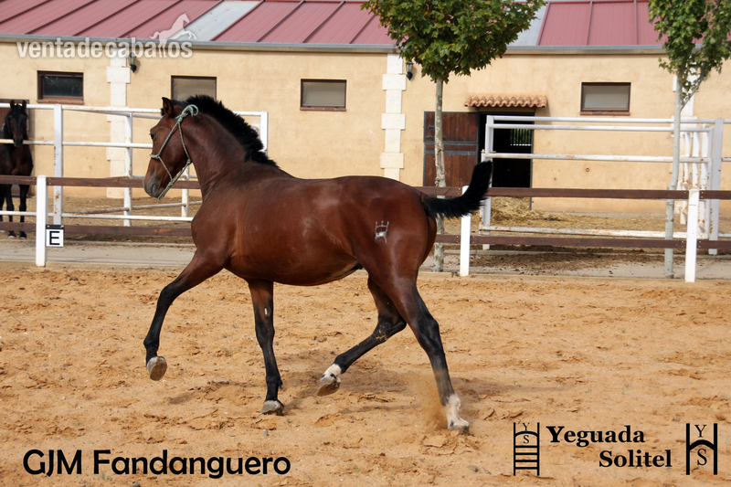 VENTA DE POTRO PRE ESCALERA GJM FANDANGUERO - Caballos Pura Raza Española (P.R.E.) Pura Raza Española