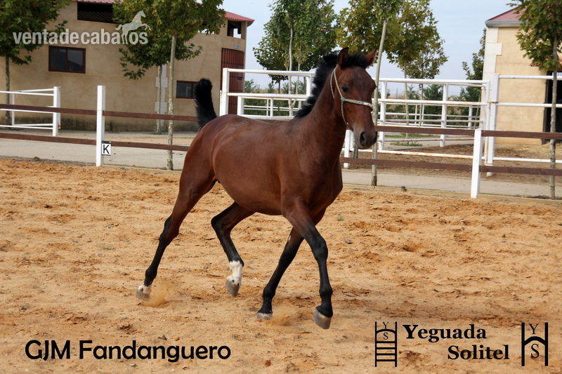 VENTA DE POTRO PRE ESCALERA GJM FANDANGUERO - Caballos Pura Raza Española (P.R.E.)