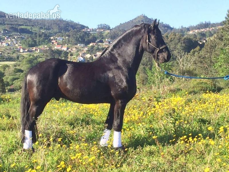 CABALLO ARABO FRISÓN in 