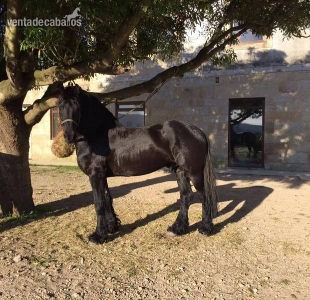 CABALLO ARABO FRISÓN - Caballos Capados in 