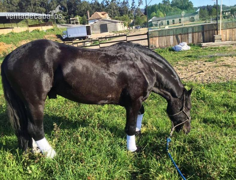 CABALLO ARABO FRISÓN - Caballos Capados