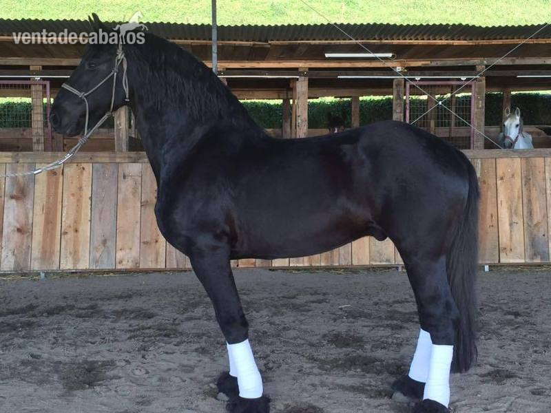 CABALLO ARABO FRISÓN 
