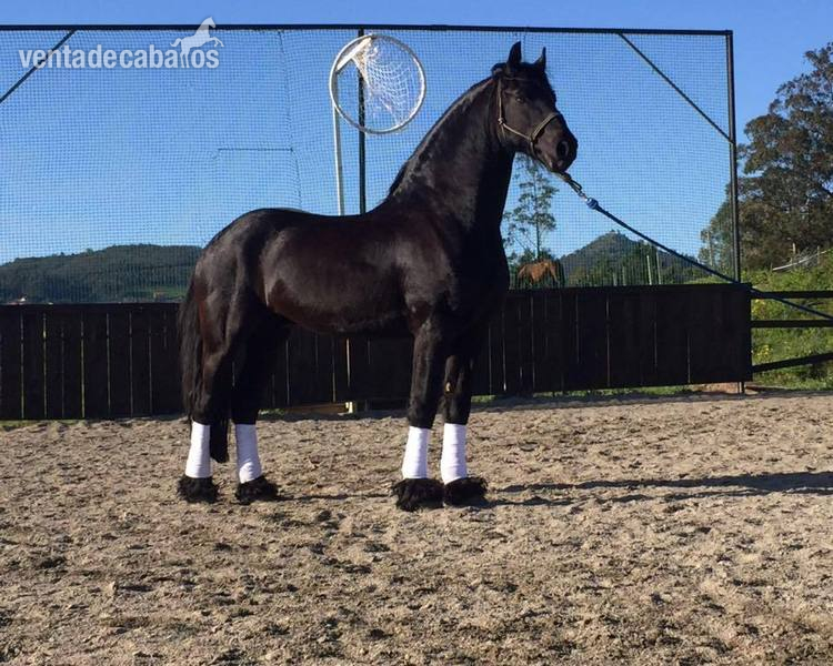 Caballos Capados - CABALLO ARABO FRISÓN in 