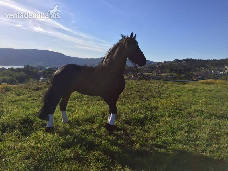 Caballos Capados Arabo-Frisón  - CABALLO ARABO FRISÓN