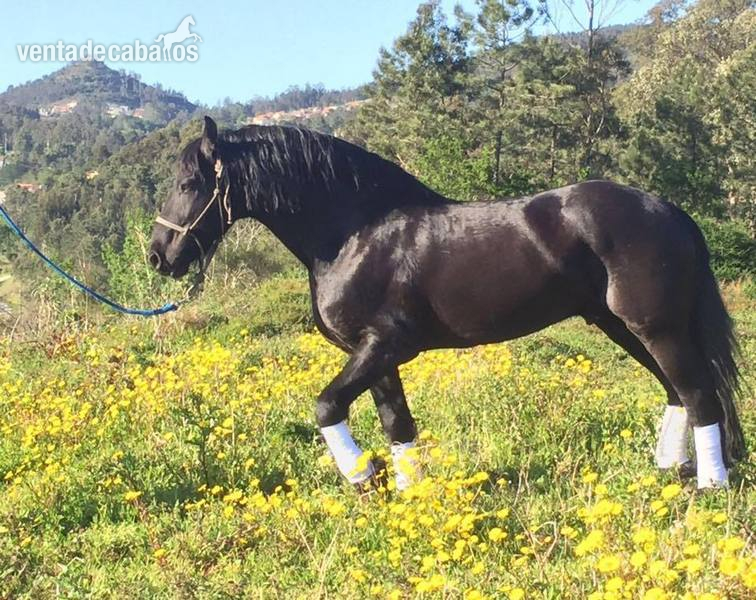 CABALLO ARABO FRISÓN - Arabo-Frisón 