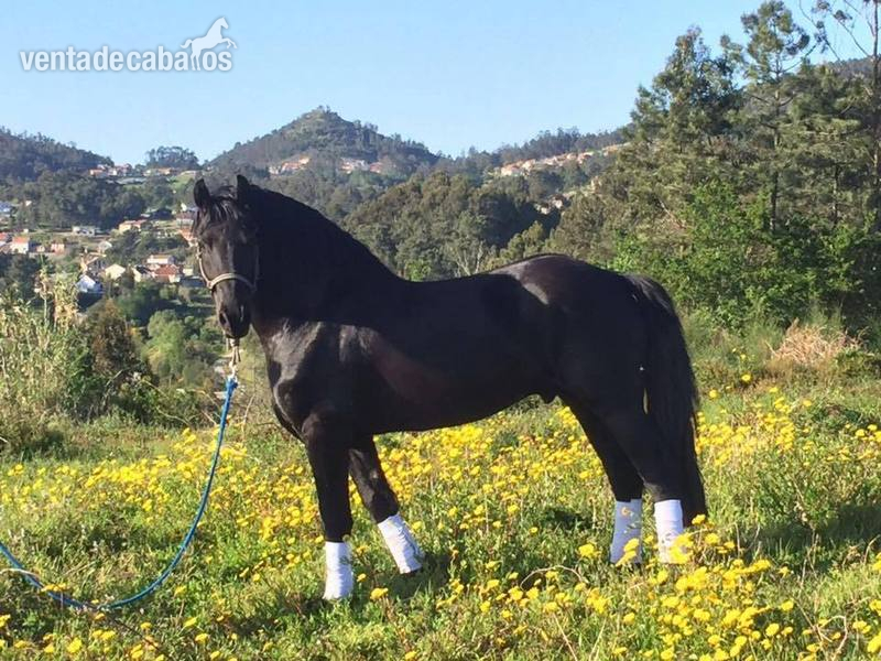 CABALLO ARABO FRISÓN - Caballos Capados