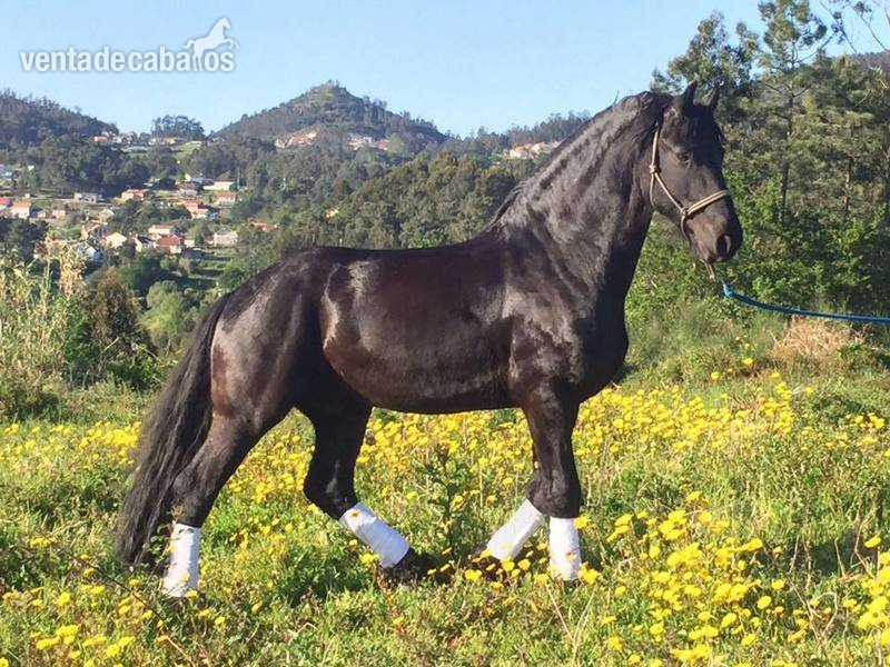CABALLO ARABO FRISÓN