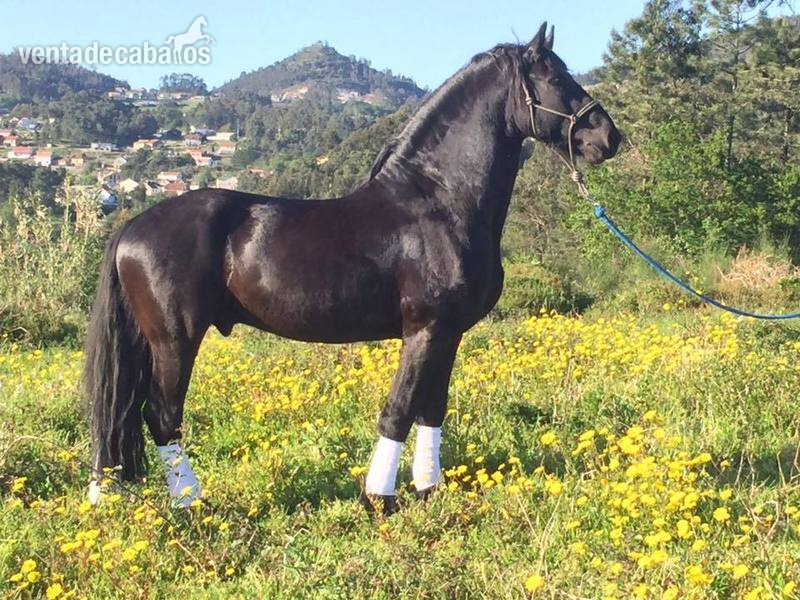  CABALLO ARABO FRISÓN