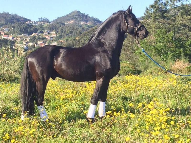  CABALLO ARABO FRISÓN