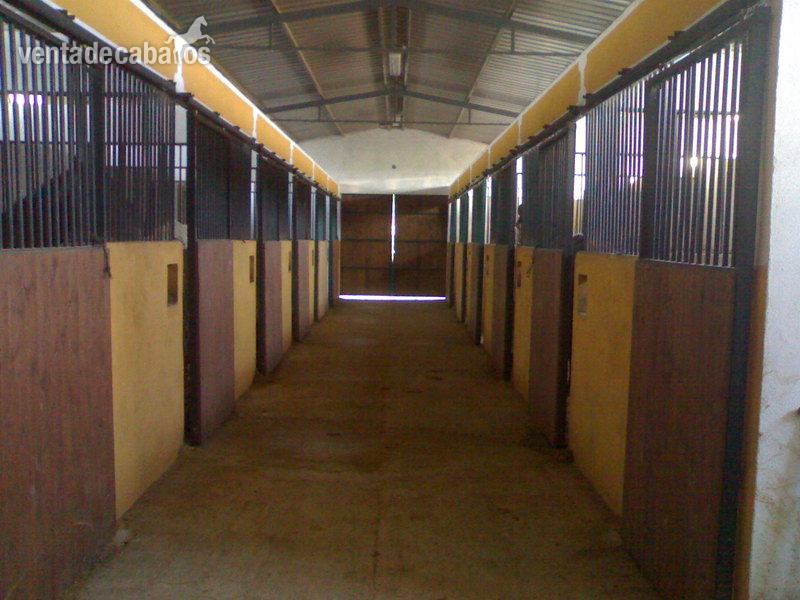 Ocasion ,se vende hipica in Coria