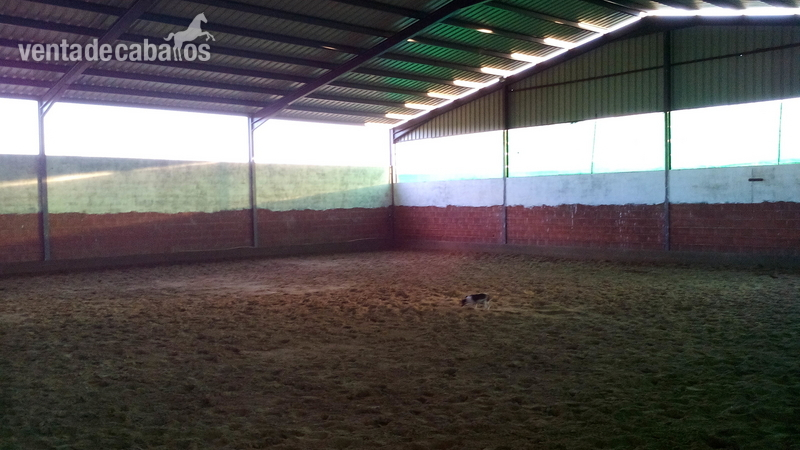 Coria Ocasion ,se vende hipica
