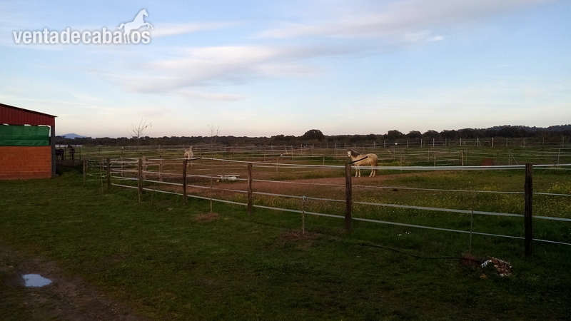 Ocasion ,se vende hipica - Hípicas y establos en venta in Coria