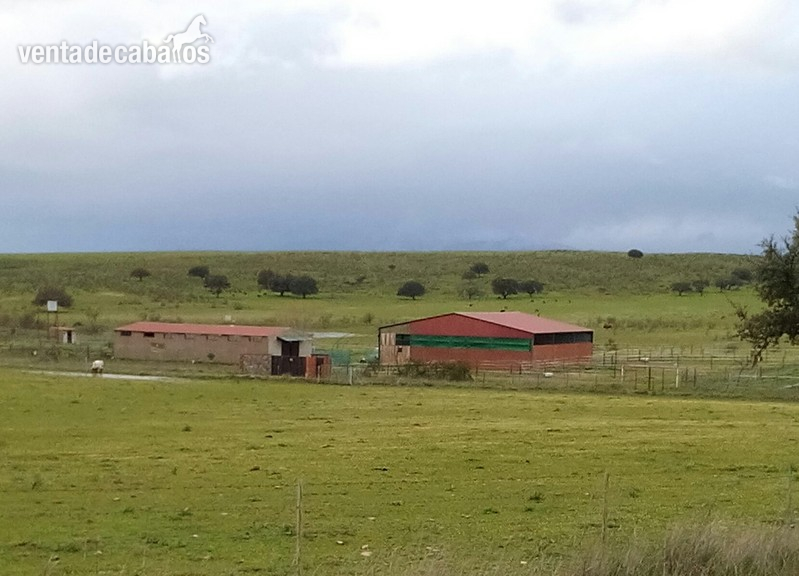Ocasion ,se vende hipica Coria
