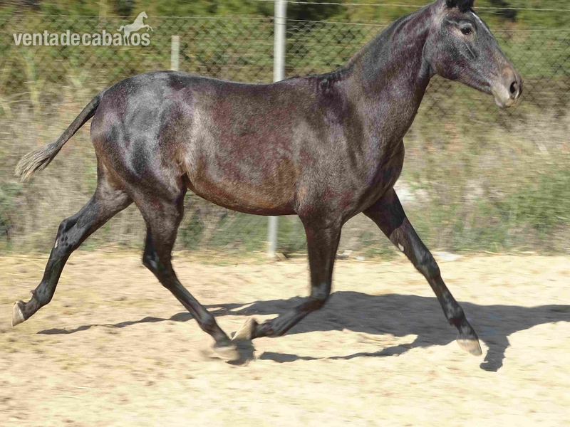 Se vende Potra P.R.E - P.R.E