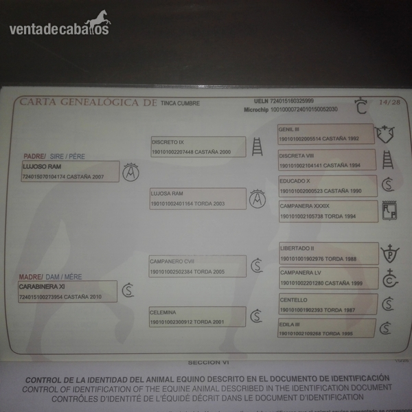 Se vende Potra P.R.E - Potras