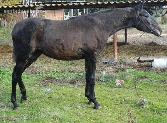 Se vende Potra P.R.E in 