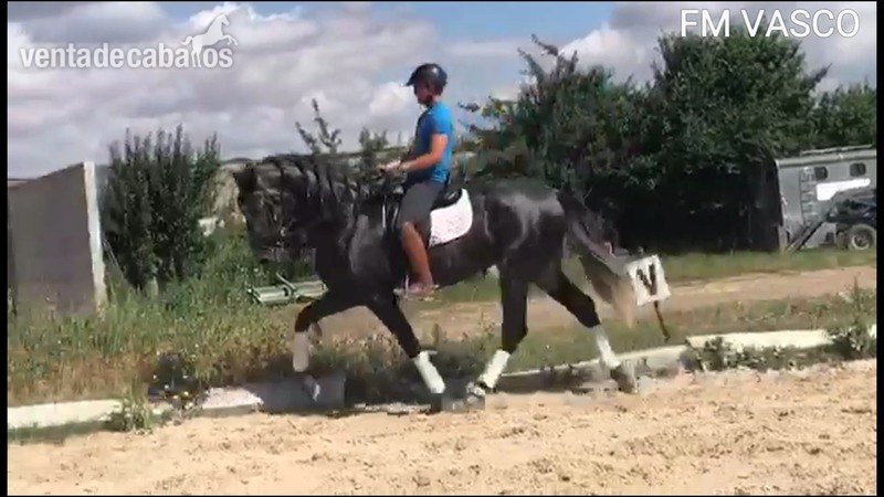 Pura Raza Española
