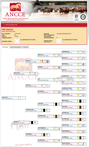 Caballos Pura Raza Española (P.R.E.) Pura Raza Española - Potro pre Doma clásica