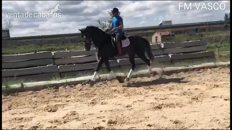 Potro pre Doma clásica - Caballos Pura Raza Española (P.R.E.) Pura Raza Española