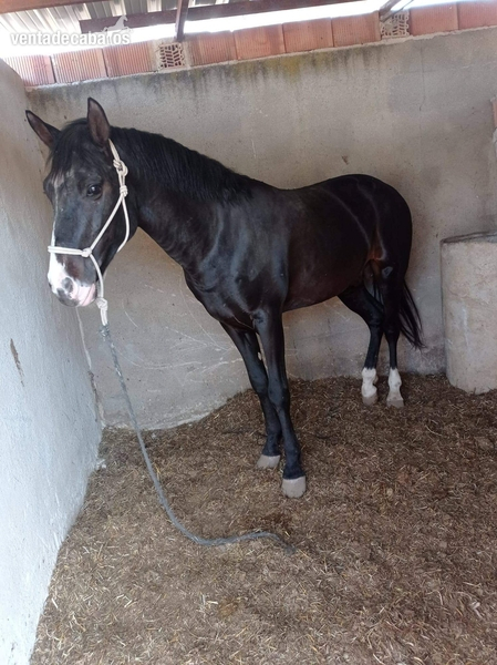 Se vende potro negro in 