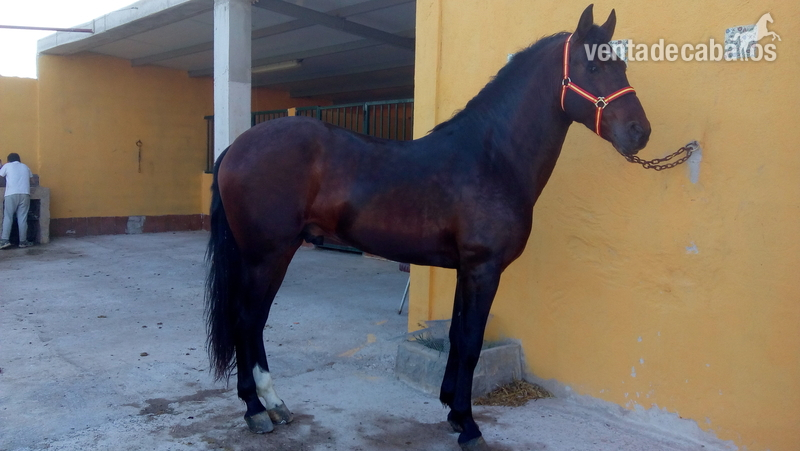 VENDO O CAMBIO CABALLO PURA RAZA ESPAÑOL in 