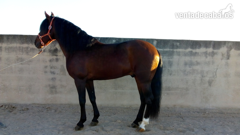 Caballos Pura Raza Española (P.R.E.) Pura Raza Española - VENDO O CAMBIO CABALLO PURA RAZA ESPAÑOL