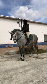 Caballo hispano luso