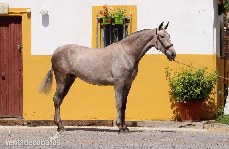 Pura Raza Española {TYPE}