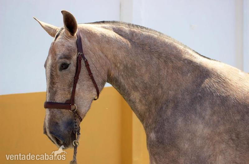 Yeguas Pura Raza Española - POTRA PRE DOBLE È PEQUEÑA 