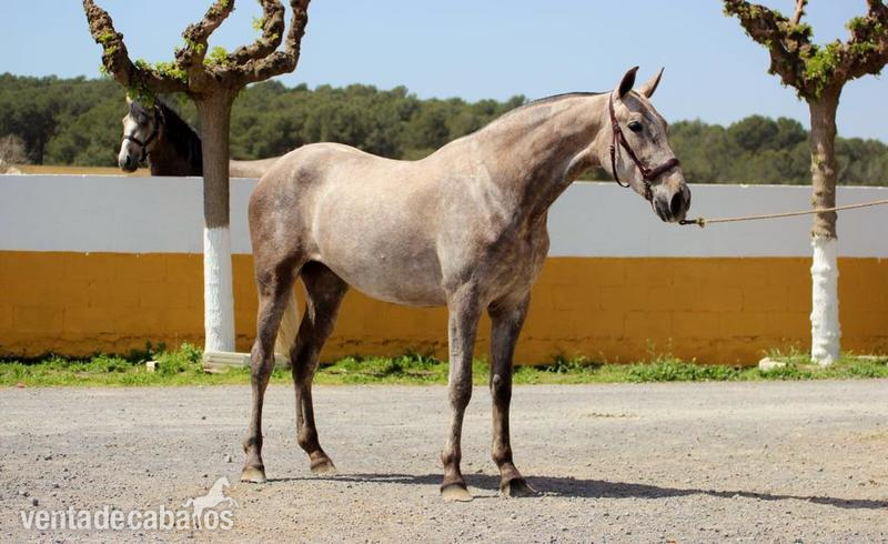 POTRA PRE DOBLE È PEQUEÑA  - Yeguas Pura Raza Española