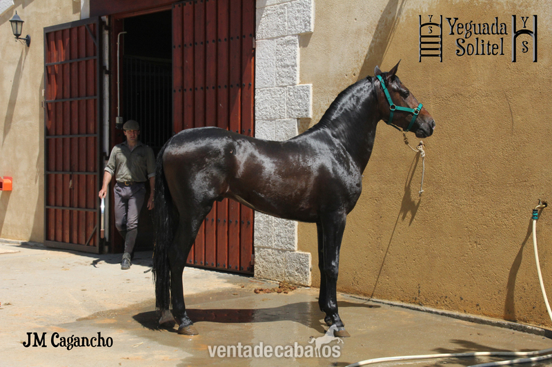 VENTA SEMENTAL PRE JM CAGANCHO in 
