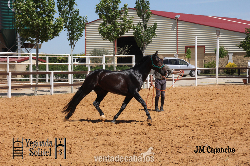 Caballos Pura Raza Española (P.R.E.) Pura Raza Española - VENTA SEMENTAL PRE JM CAGANCHO