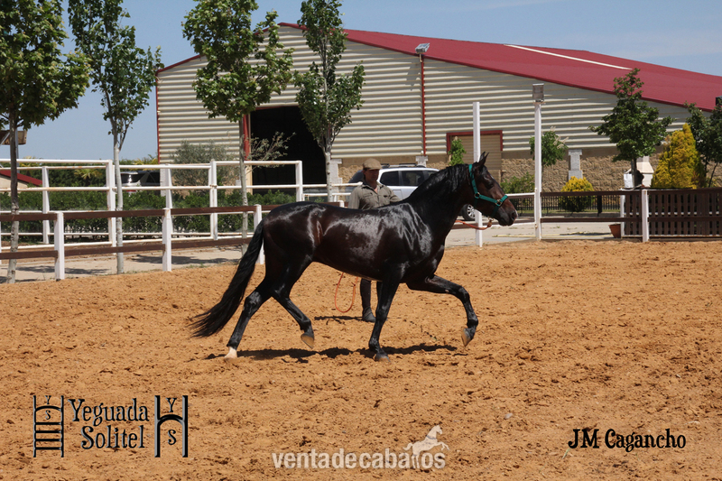 VENTA SEMENTAL PRE JM CAGANCHO - Caballos Pura Raza Española (P.R.E.) Pura Raza Española