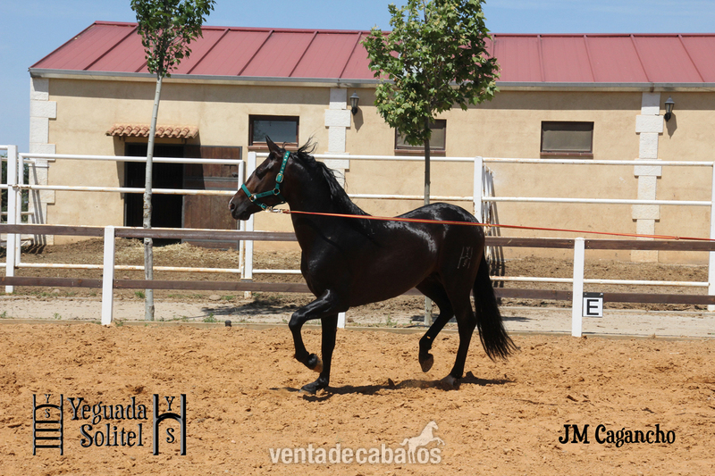 VENTA SEMENTAL PRE JM CAGANCHO - Caballos Pura Raza Española (P.R.E.)