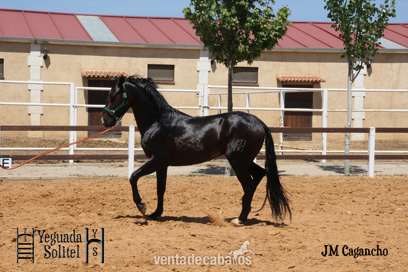 VENTA SEMENTAL PRE JM CAGANCHO