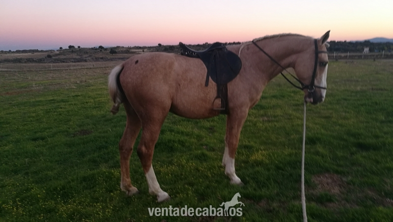 Potro perla- palomino in 