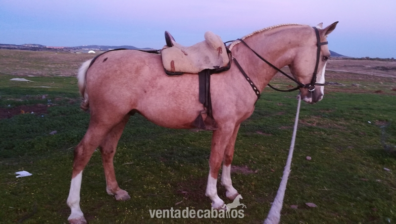 Cruzado de holandes kwpn