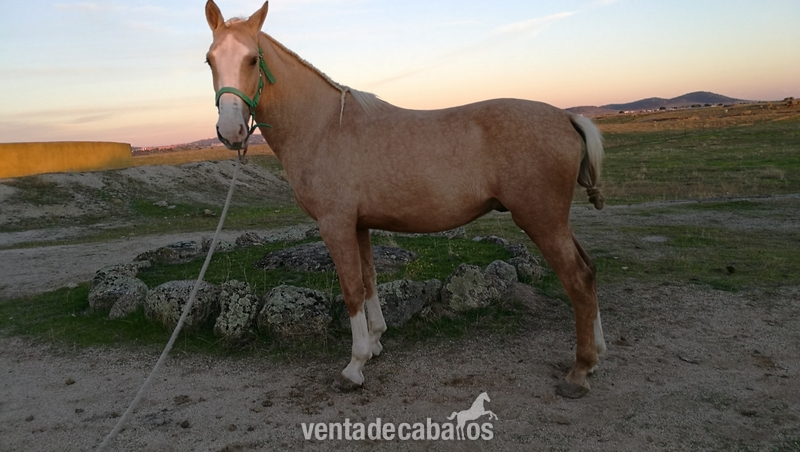 Cruzado de holandes kwpn {TYPE}