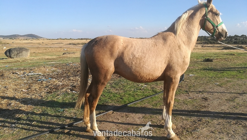 Potros Cruzado de holandes kwpn - Potro perla- palomino