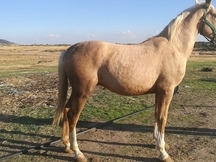 Potro perla- palomino